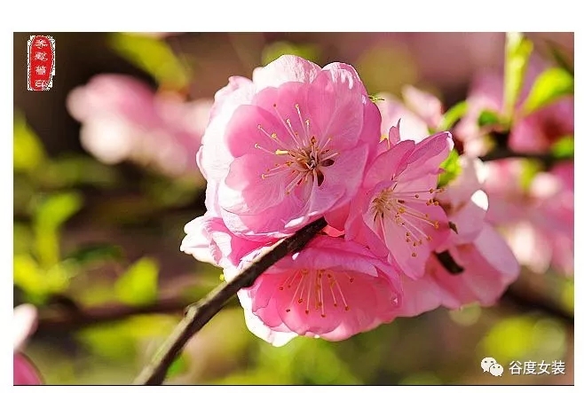 “三八”女神节 愿你眼中总有幸福,活成自己想要的样子(图1) “三八”女神节 愿你眼中总有幸福,活成自己想要的样子(图1)